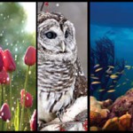 Free Calendar: God Is In the Details 2010