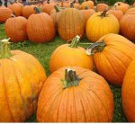 Best Pumpkin Prices