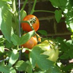 Harvesting and Freezing Fresh Tomatoes