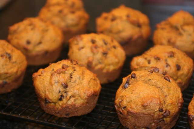 pumpkin chocolate chip muffins