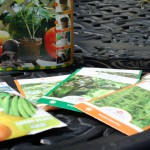 Our Garden:  Planting Seeds  – Lettuces, Green Beans and Herbs