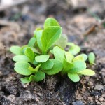 Garden Update: Sprouting Green Beans, Mint and Lettuce