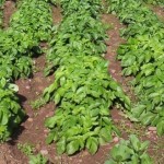 Our Garden:  Planting Potatoes