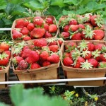 Strawberry Picking – Have a Recipe to Share?