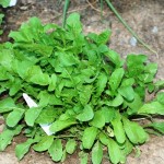 Garden Update: Green Beans, Arugula and No Lettuce