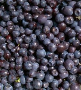 Storing-In-Season-Blueberries