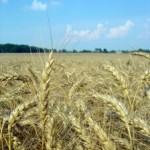 Benefits of Fresh Milled Wheat