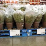 Costco:  Mums for $10.99