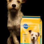 Free Month of Pedigree Dog Food for Shelter Adopted Dogs