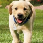 *HURRY* Petsmart $5 off $25 Purchase Coupon