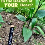 What is Growing in Your Garden?