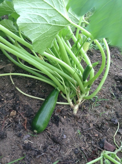 Zucchini Growing in My Garden