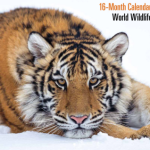 Free 2014 World Wildlife Calendar