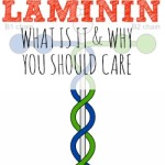 What is Laminin and Why Should You Care?