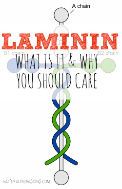 How Laminin is part of God's Great Design | Faithful Provisions