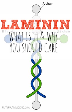 laminin the glue of god