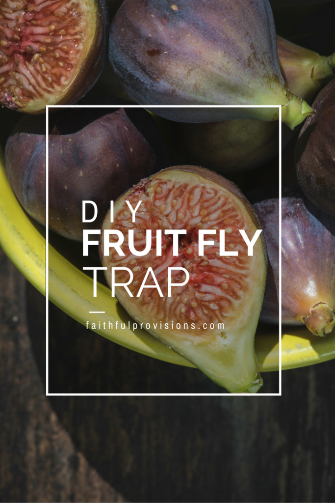 DIY Fruit Fly Trap